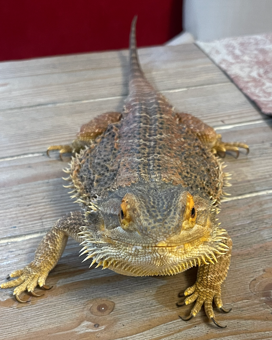 Close-Up of Bearded Dragon