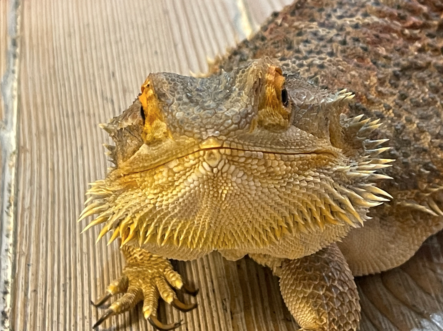 Close-Up of Bearded Dragon