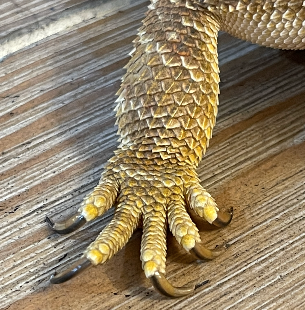 fingys10