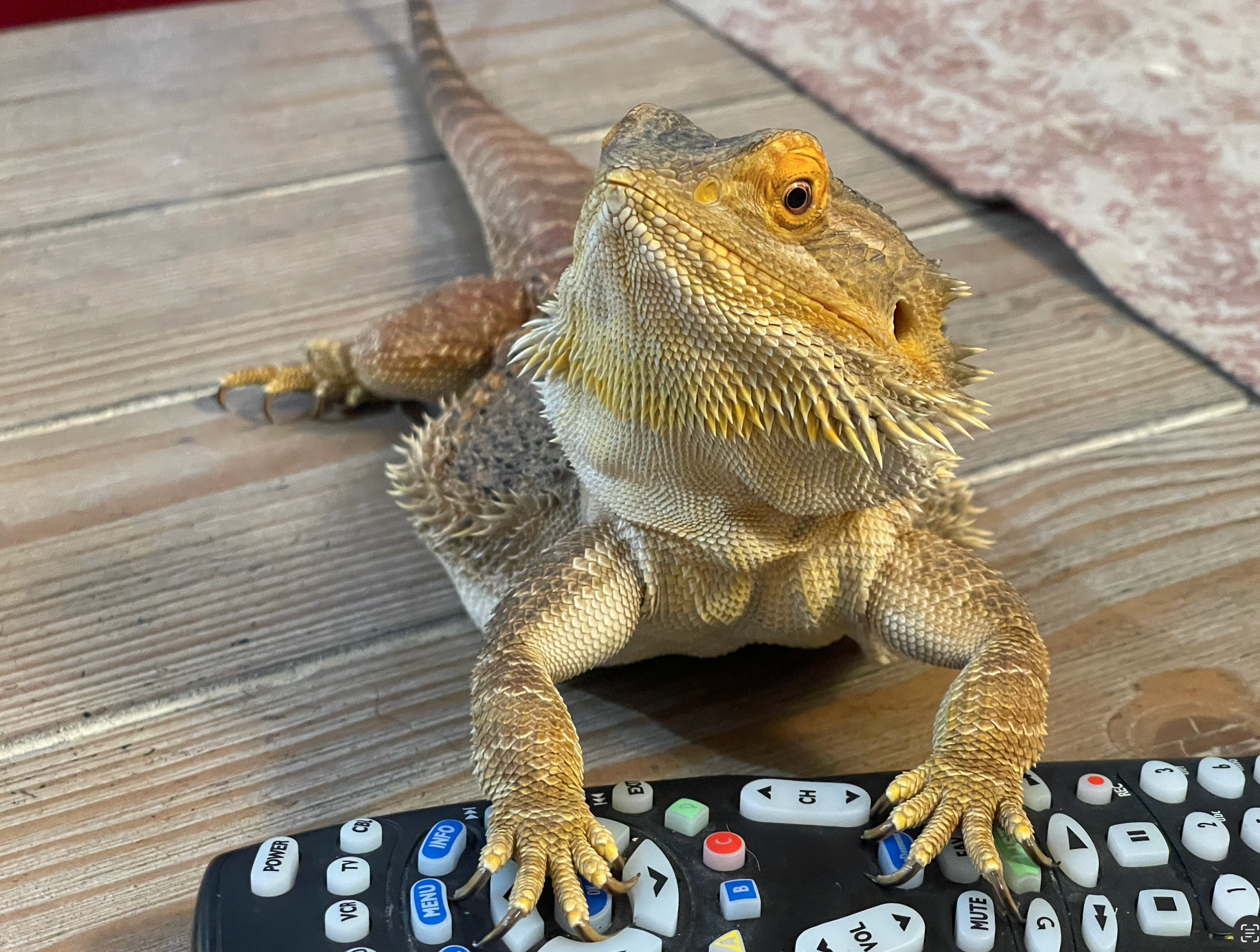 remote11