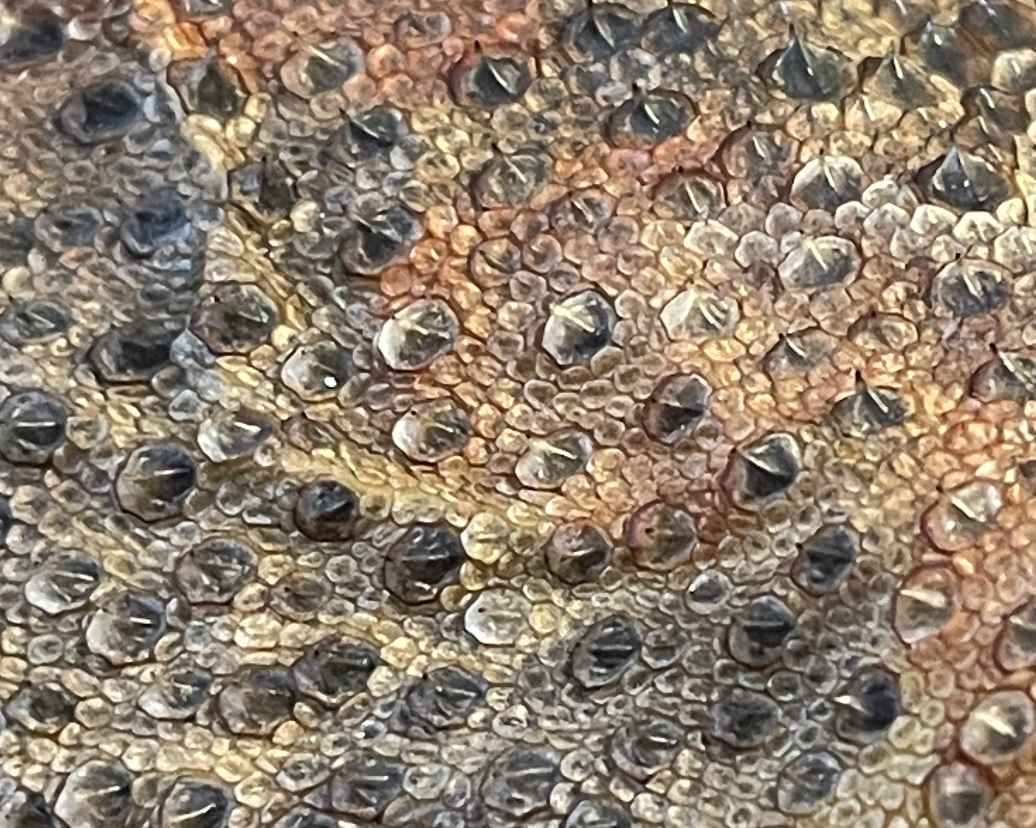 scales8
